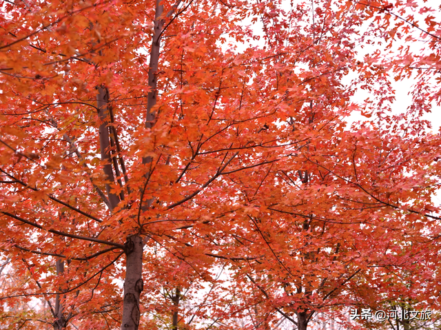 邯郸万亩秀林化作一片红色海洋，带你闯入童话世界