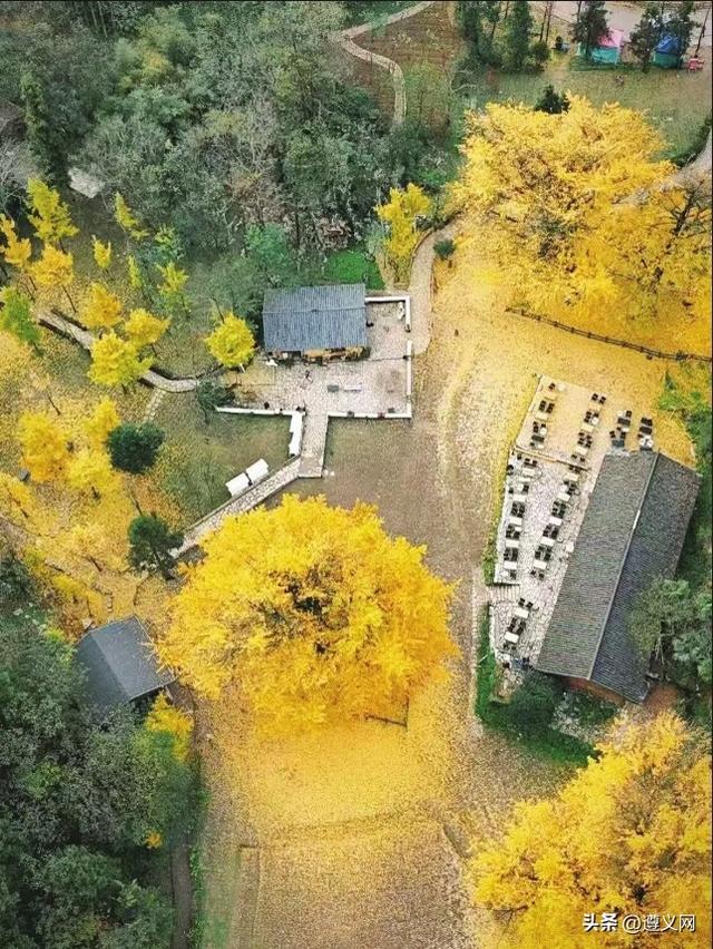 遵义仁怀蔺田村：古银杏景区迎来“黄金观赏期”