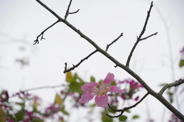 请查收！怀集发来花色请柬