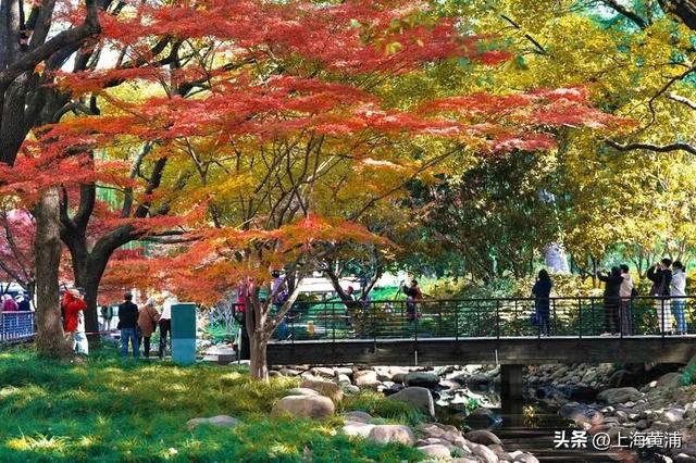 传说中的“层林尽染”，原来就在市中心！