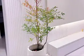 5种“夺命花”不要养，家里要有赶快扔，谁不听劝谁吃亏图片