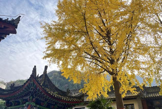 银杏披“金甲”！西安化羊庙美景如画
