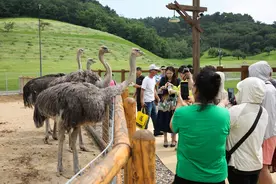 【夏日享清凉·欢乐在沈阳】无需远走也能策马奔腾 踏歌而行 在东北亚云端草原感受诗与远方图片