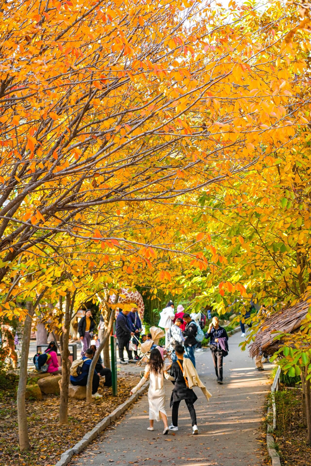 山景正宜人！青岛这里的山，已美到Next level
