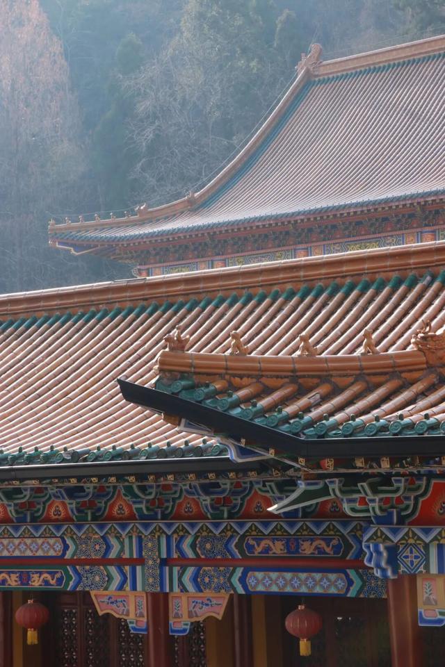 天目山秘境觉醒！用镜头解锁“大树王国”的N种打开方式