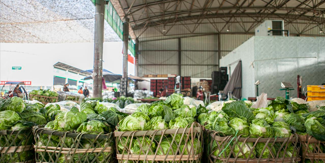 宇航员也能吃上新鲜蔬菜！我国的“菜篮子”工程，影响有多深远？