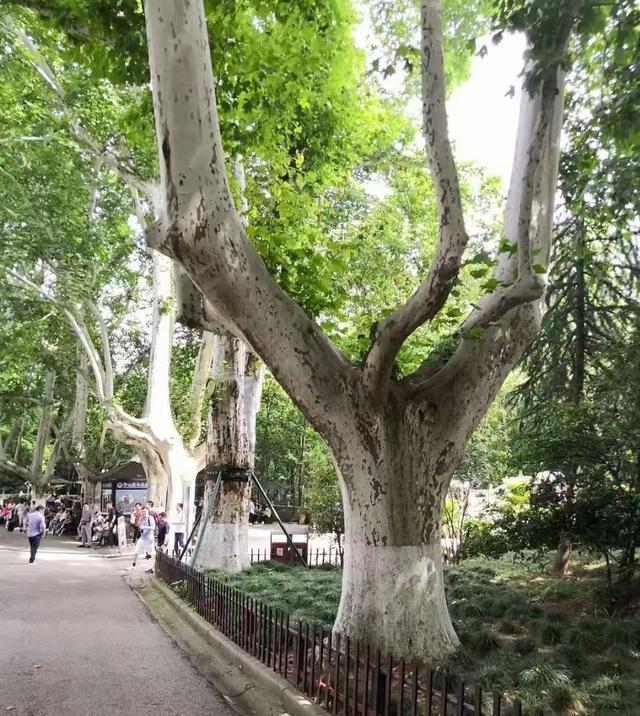 遇见梧桐，遇见生命中一段温暖的注脚