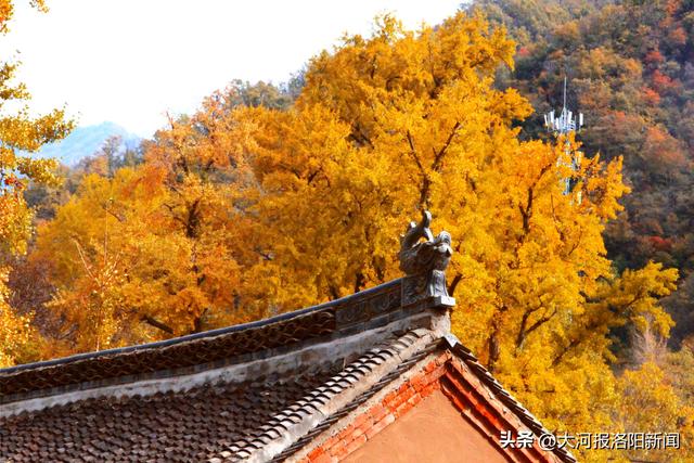 洛阳嵩县有1株战国时期种下的银杏：树龄约2350年，树高36米，树围7.5米，遮荫面积1亩地