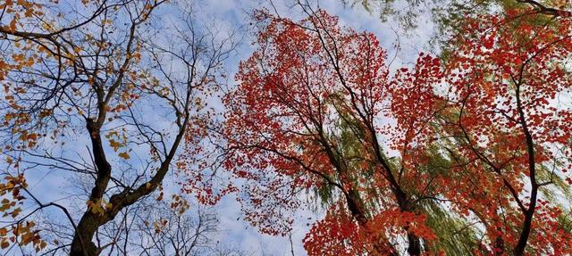 五彩斑斓！龙潭公园的初冬彩林，总有一抹色彩温暖你！