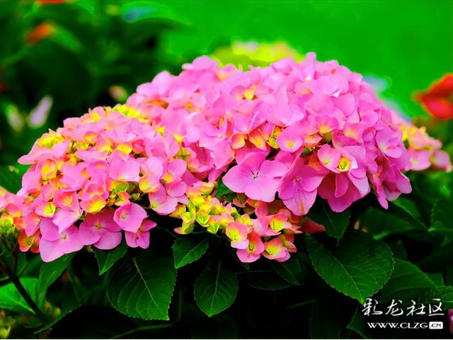 山之顶云之海花之田