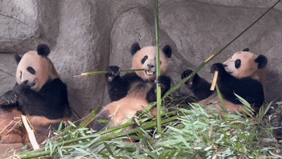@全国中小学生：这个秋假，免门票畅玩碧峰峡！来与动物交朋友，打卡领熊猫奖牌啦！
