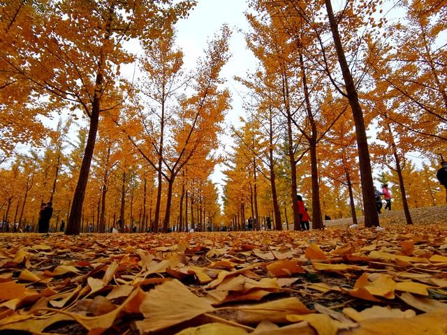楚天金秋，银杏为笺：湖北五处银杏秘境，邂逅最诗意的流光