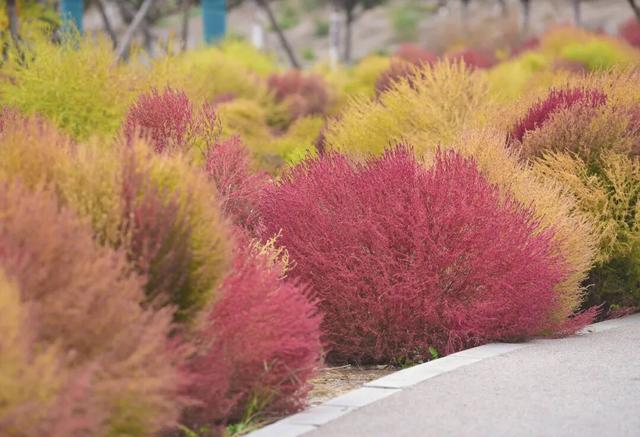 如梦如幻！生态城惊现秋季最美打卡地