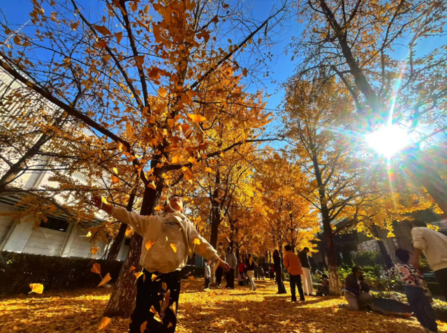 藏在杭州闹市的金色秘境！上塘高架边的银杏林 承包整个初冬的浪漫