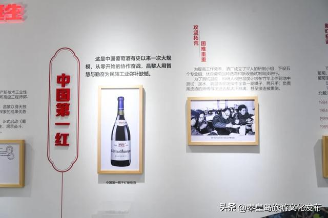 邂逅秦皇岛百年葡萄树，逛酒庄、品红酒、宿葡园，开启“藤”下慢时光！