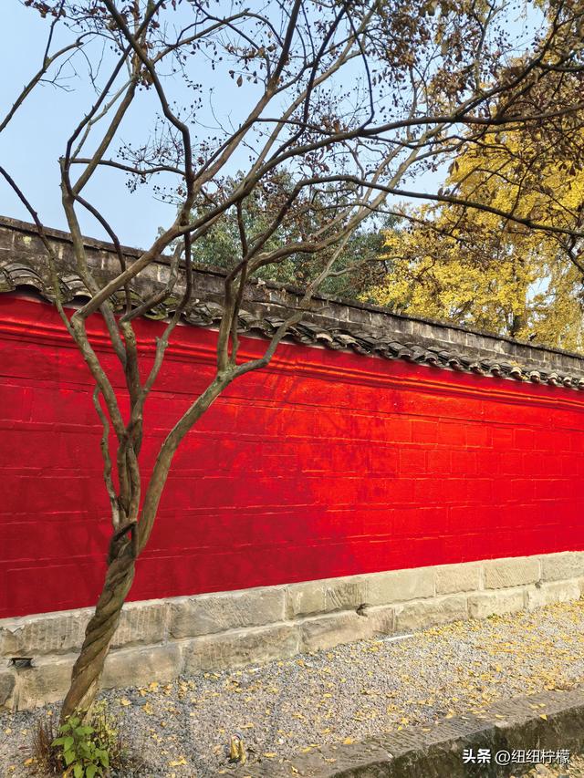 为看金黄美景和红墙，我来北碚静观走一趟，在塔坪寺和思乡台公园