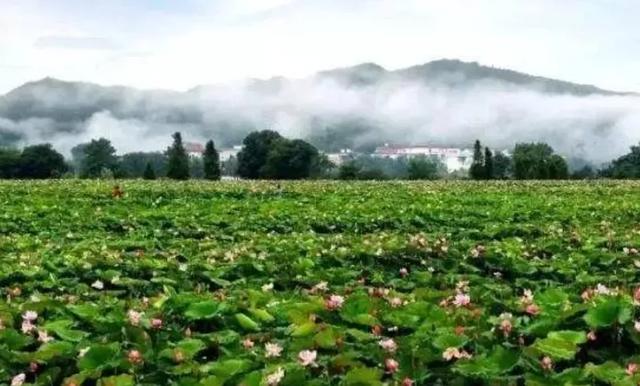 [江西 萍乡市莲花县琴亭镇]