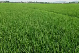 底盘稳、活力足、面貌新！江西农业生产再获丰收图片