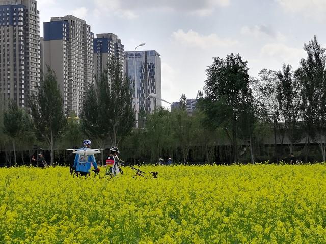 快冲！又到油菜花开的季节，这3个地方美到“封神”，快去看看！