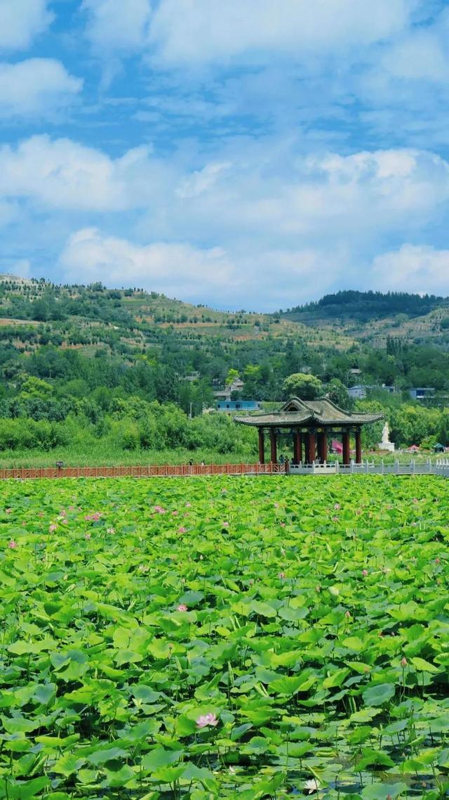 美丽西和 “荷”你有约
