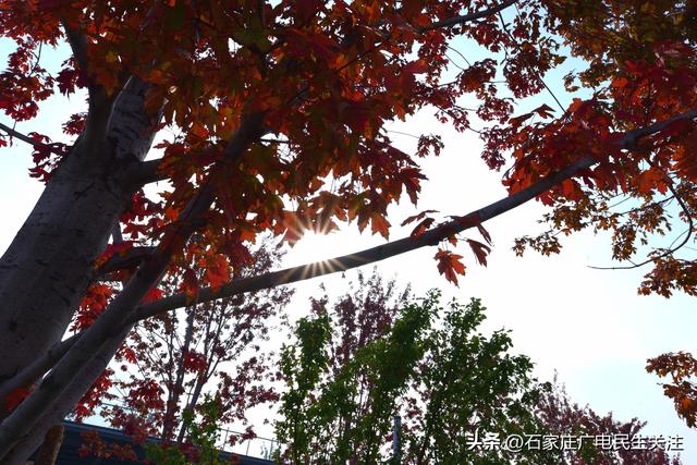红叶知秋 赏景正当时石家庄公园广场红枫进入最佳观赏期
