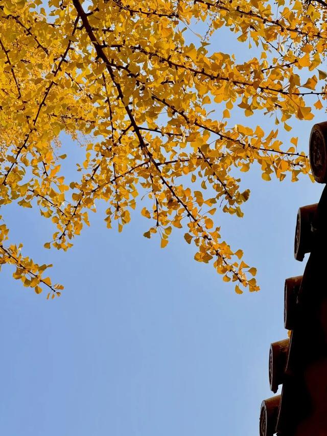 @临沂市民 银杏树已到最佳观赏期，速来！