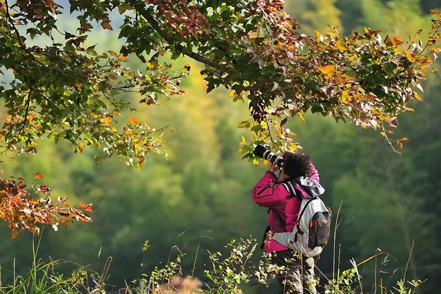 赏秋正当时！跟着杨紫独白，一起解锁塔川「最美秋色」 | 皖美冬日 | 第十五届安徽国际文化旅游节