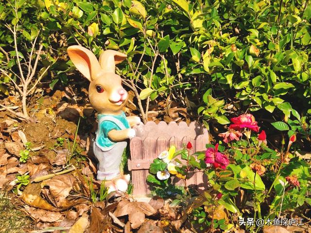 庐江柯坦虎洞童话谷：漫山红叶映童趣 冬游打卡“醉”合肥