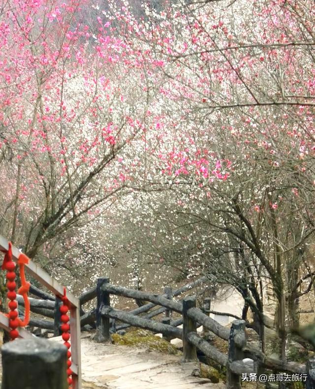 成都最大的山谷梅花开了，被称为蜀中第一赏梅胜地，却少人知道！