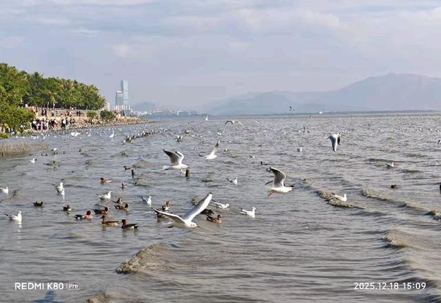 快乐的25/26深圳湾候鸟季