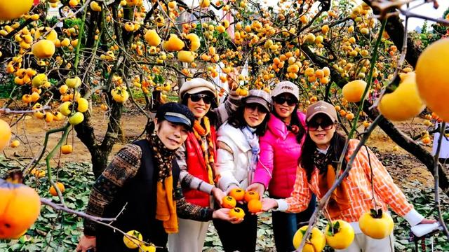 桂林：不入柿园，怎知秋色几许！