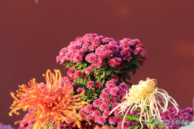 天坛秋韵，菊影斑斓，在古建与繁花间邂逅时光