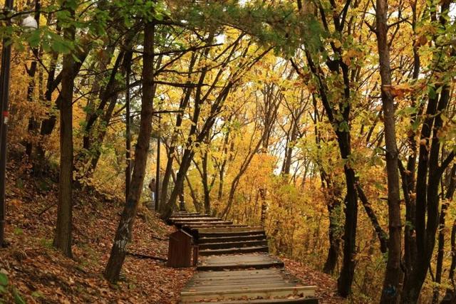 藏不住了！延吉的秋天美成这样，邀你共赏斑斓盛景