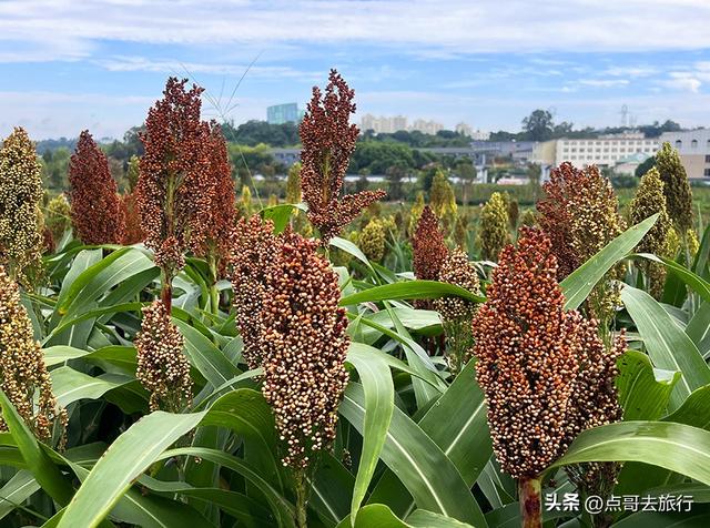 成都隐秘绿洲，三种景致如梦幻，超级惊艳，不要门票，公交直达！
