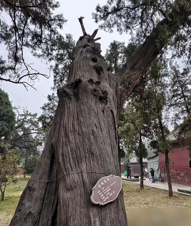 河南发现一棵树，跟乾隆古画一模一样，太神奇了
