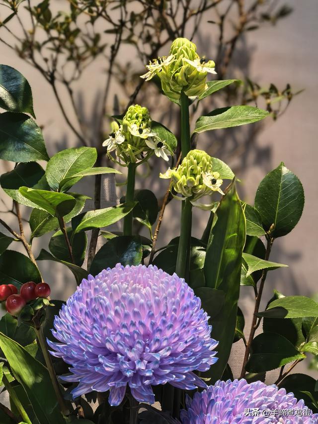 秋风独宠一园菊，晚来香艳出樊篱——北京北海公园2025年菊花展