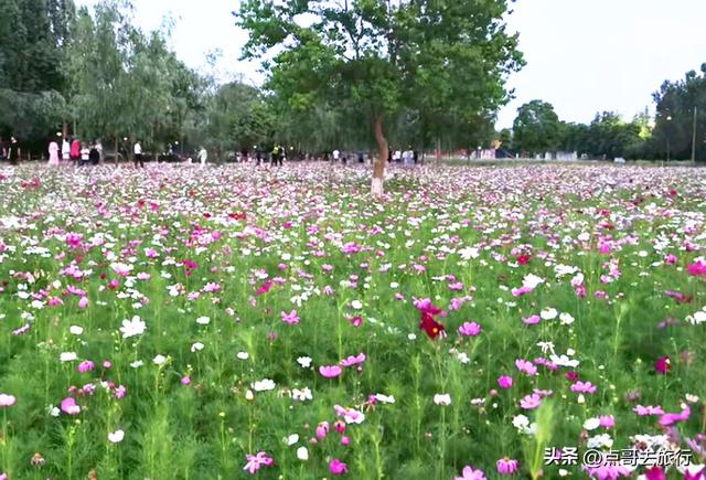 成都邛窑遗址公园，藏着格桑花海，壮观惊艳令人称奇，不要门票！
