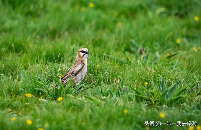 乌鲁木齐一柴窝堡湖湿地公园