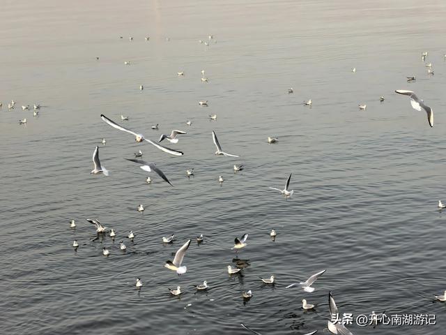 走，去渤海湾看候鸟…