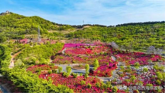 杜鹃花免费送！来西海岸赏花海、看演出！
