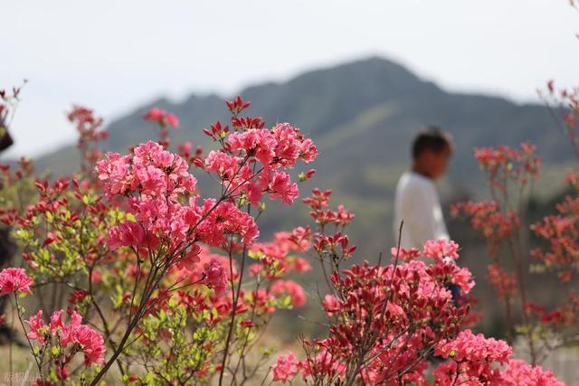 满山遍野的映山红