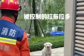 成都大型犬咬人事件，后续来了，白狗主人已经找到。图片