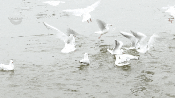 观鸥赏杏，冬天就要这么惬意！这些活动都排到明年了……