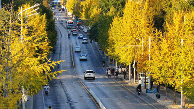限时绝美！武汉街头颜值巅峰，地铁直达