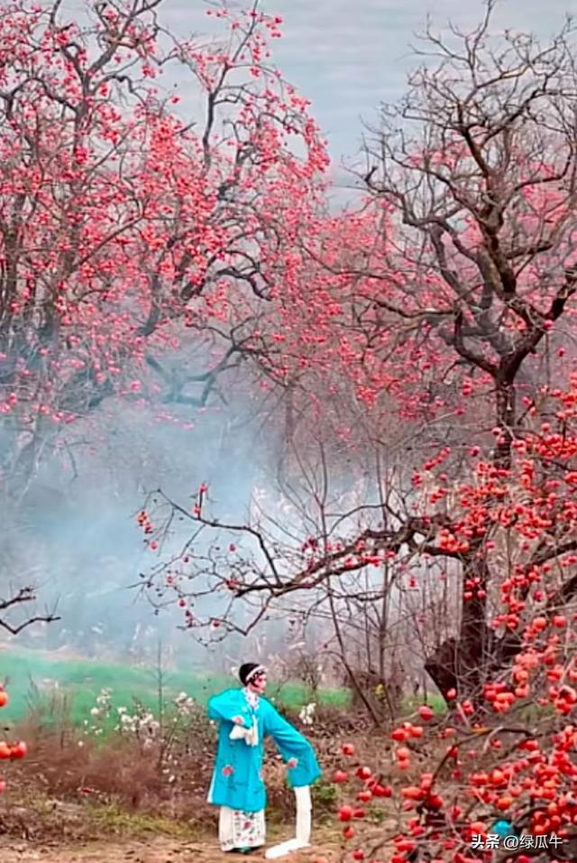 有人说，不就是个彬州烂怂柿子，有啥好拍！