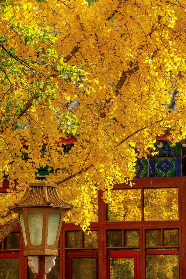 北京最爱的秋日清幽之地，曾经最高学府国子监，金黄的银杏美爆了