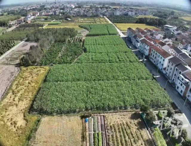 爆火全国的“偷甘蔗”，又是浙江人想出来的！橙柿专访“第一发明人”