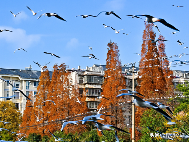 不止大坝！昆明观鸥最全热门+小众点位收录＊附核心区交通指南