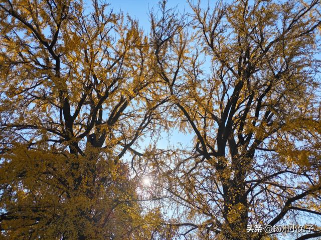 一日逛了几座寺庙，只为欣赏冬日璀璨的美