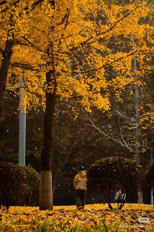 最适合拍银杏的地方！ 临沂十个0元打卡点，抓住今年最后的金色风暴！